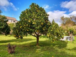 Frans - Sinaasappelboom